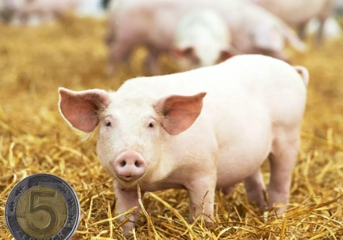 Ceny prosiąt w górę o nawet 30 zł/szt. Jakie stawki w połowie lutego 2026?