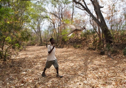 Komunikujący się z ptakami ludzie wykształcili różne „dialekty”