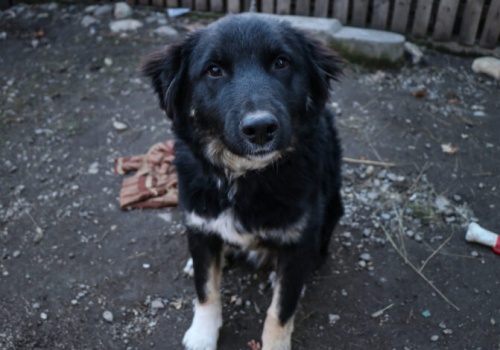 Eksperci są zgodni, że system opieki nad bezdomnymi zwierzętami trzeba zbudować od nowa (analiza)