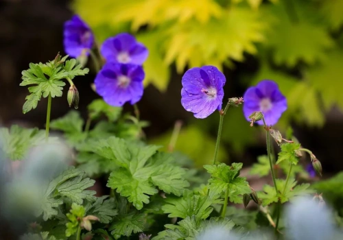 Ślimaki omijają je szerokim łukiem. Zaplanuj nasadzenia teraz, a latem uratujesz grządki