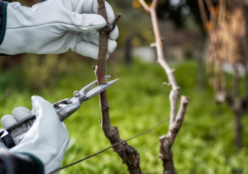 Kiedy przycinać winorośl? Wszystko zależy od temperatury. Lepiej się nie spóźnić