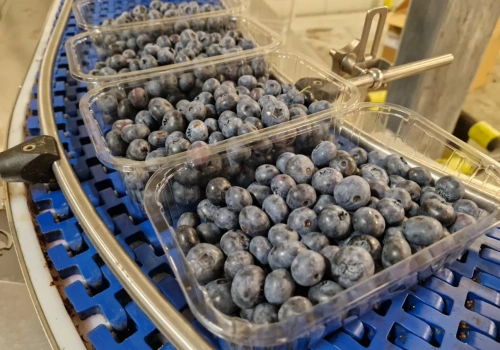 Borówka będzie droga w lutym! Chile kończy zbiory, a burze oraz ulewy w Hiszpanii i Maroko torpedują zbiory i jakość