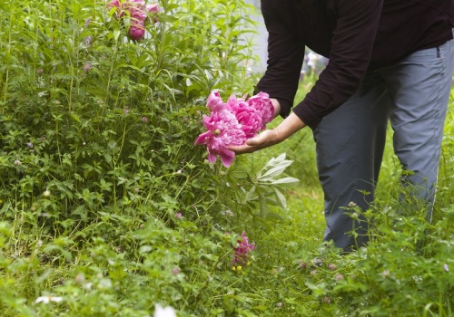 Zrób to z piwoniami właśnie teraz. Odwdzięczą się masą kwiatów