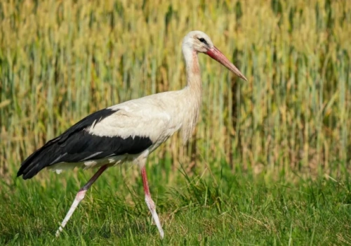 Czy to już wiosna? Ptaki jako pierwsze dają nam znać o zmianie pogody
