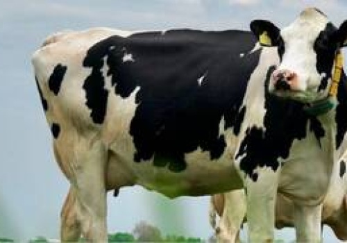 Mlekiem w suszę. Naukowcy z Politechniki Wrocławskiej zamienią odpady z mleczarni w ratunek dla rolnictwa?