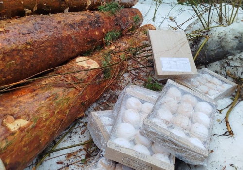 Gorzki finał Tłustego Czwartku. Słodka góra śmieci w lasach Wańkowej