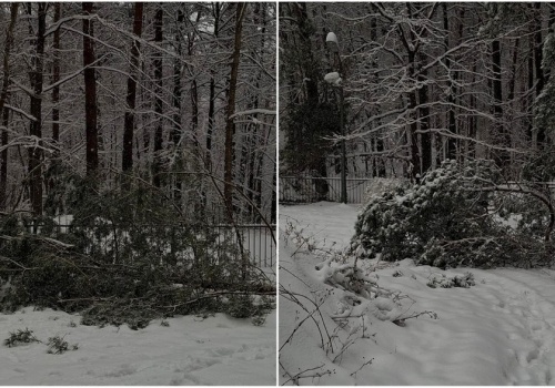 Leśnicy ostrzegają: mokry śnieg łamie drzewa. „Spadający wierzchołek sosny może zabić”