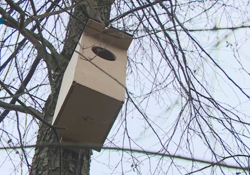 Włożyli kamerę do budki dla sów. Efekt był zaskakujący