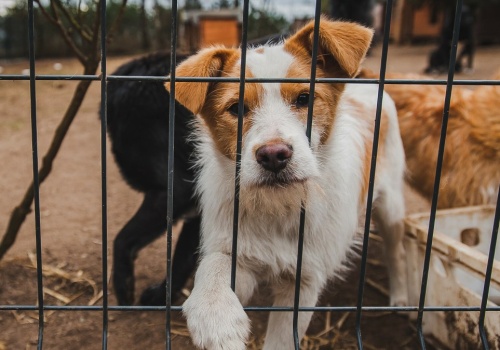Nowy obowiązek dla właścicieli psów coraz bliżej. Będą musieli zapłacić 100 zł