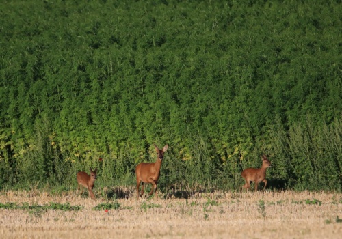 Holendrzy sprzedają gospodarstwo w Rumunii. 800 hektarów dobrej ziemi do wzięcia