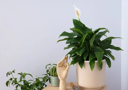 Jedna czubata łyżka i koniec zimowej słabości. Skrzydłokwiat rusza z miejsca