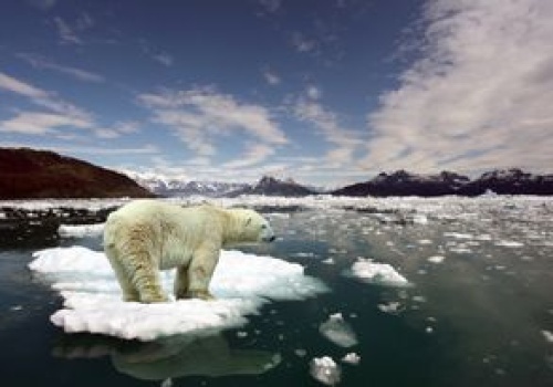 Miały wyginąć do 2100 roku. Niedźwiedzie polarne nie składają broni