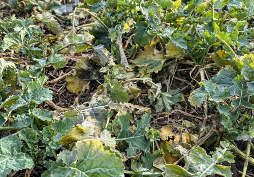 Czy biostymulacja rzepaku po zimie ma sens?