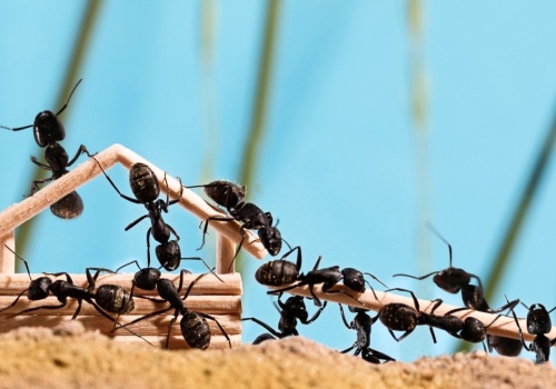 Małe owady nauczyły się kraść. Interesuje je zwłaszcza jedna rzecz