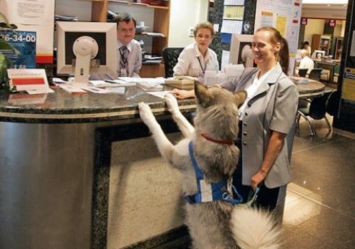 Stołeczne urzędy. Pies jest gościem mile widzianym