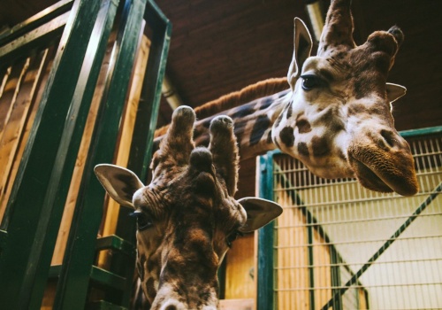 Polski ogród zoologiczny zamknięty. Jest komunikat