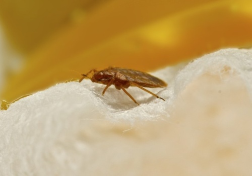 Pluskwy uwielbiają tę roślinę. Lepiej nie przynoś jej do domu