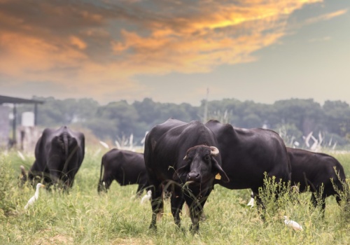 Niemcy: nowe ogniska niebieskiego języka w stadach bydła w Hesji