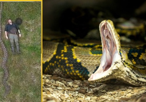Najdłuższy dziki wąż świata mierzy więcej niż 6 wózków sklepowych w rzędzie