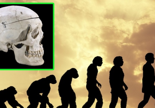 Brodę mają tylko ludzie. Odkryli jej ewolucyjne pochodzenie