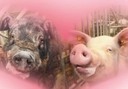 Walentynki w chlewni – czyli jak zaplanować randkę, by była skuteczna