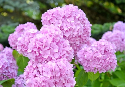 Wylej to pod hortensję po pierwszych roztopach. Zobaczysz efekt