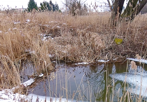 Bobry przy ulicy Bukowskiej