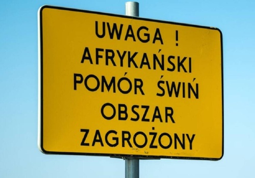 Po 12 latach walki z ASF straty wynoszą ponad 20 mld zł. Połowę kosztów ponieśli rolnicy