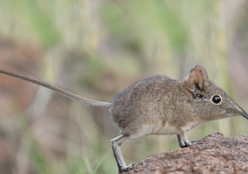Zaczęli tropić niezwykłe, małe ssaki. Efekty przeszły oczekiwania