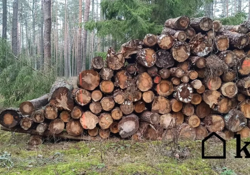 Kupujesz drewno opałowe? Ten wybór może kosztować cię setki złotych na metrze