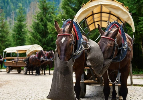 Rewolucja na trasie do Morskiego Oka. Konie odciążone, fiakrzy wściekli