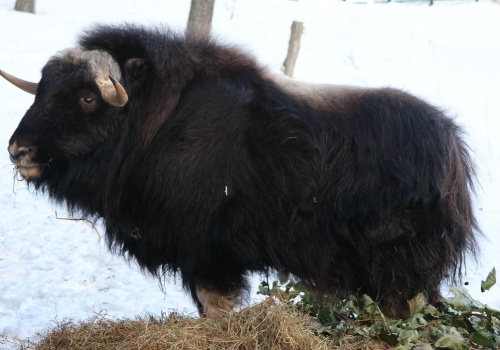 Gdańsk: do zoo trafił pierwszy w Polsce piżmowół arktyczny
