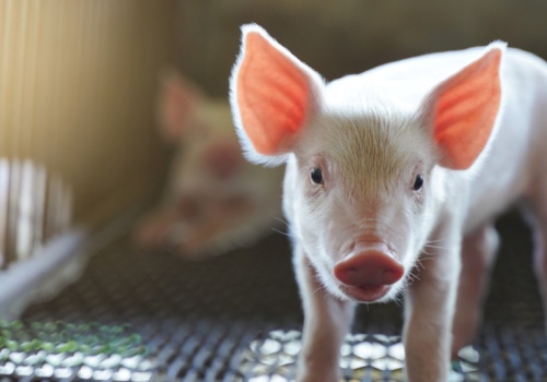 Rynek wieprzowiny w fazie wyczekiwania. Czarniak: Trwa wojna nerwów