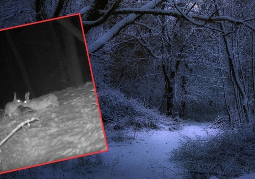 Leśnicy pokazali nocne nagranie z lasu. 