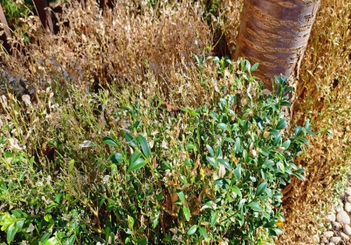 Rozsyp to wokół bukszpanu jeszcze dziś. Larwy ćmy znikną, zanim ogołocą krzew do zera