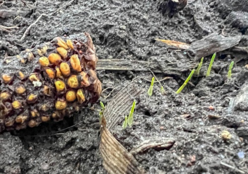 Odchwaszczanie pszenicy ozimej po kukurydzy