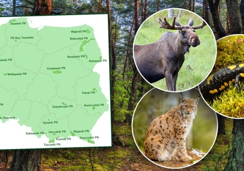 Te zwierzęta to ikony Polski. Czy wiesz którym parkom patronują? 10/10 tylko dla pasjonatów