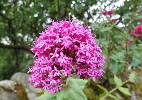 Rośliny, które kwitną najdłużej. Te gatunki zdobią rabaty nawet 150 dni