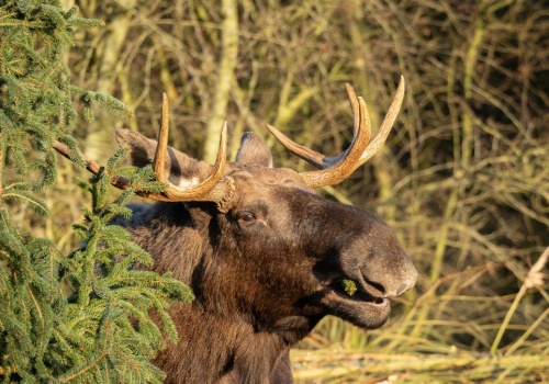 Przecierali oczy ze zdumienia na widok tego, co miał na sobie ten łoś