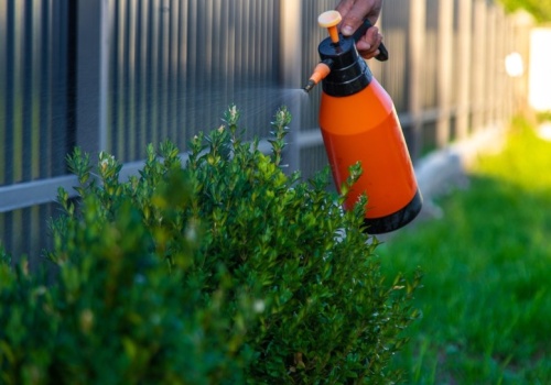 Spryskaj tym bukszpan jeszcze w lutym. Larwy same odpadną od gałązek