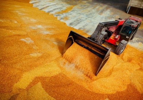 Lepiej marznąć niż palić zbożem? Ministerstwo krytycznie o pomyśle środowiska rolniczego