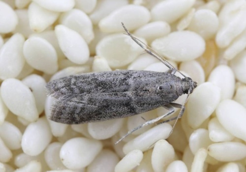 Mole spożywcze to prawdziwa zmora. Gdy je znajdziesz, musisz szybko działać