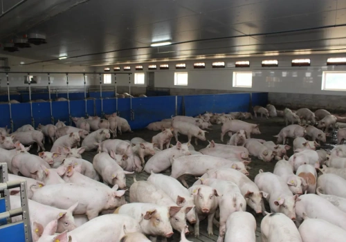 4 tys. stad mniej w rok. Świnie trafiają w ręce największych