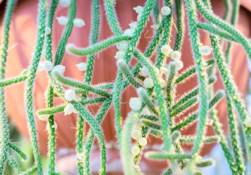 Ta roślina dosłownie wylewa się z doniczki. Zawieś wysoko i podziwiaj zielony 