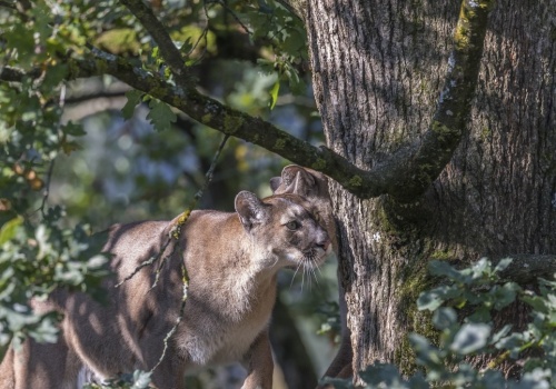 Amerykanie podjęli radykalną decyzję co do swego wielkiego kota