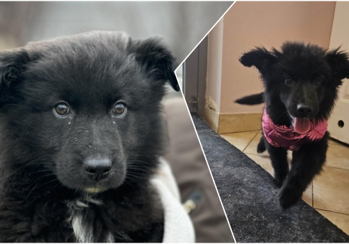 Do serca przytul psa. Kiara czeka na nowy dom