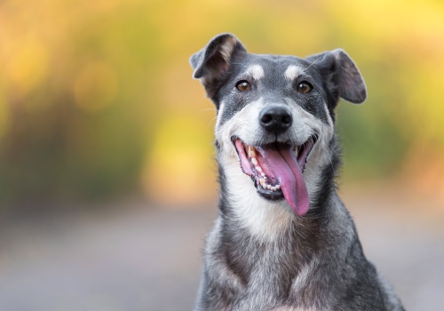 Proteza psiej łapy z plastiku PET. Projekt absolwentki WAT