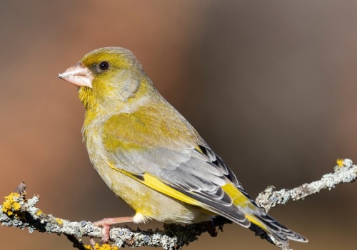 Wśród ptaków w karmniku pojawia się nagle ten zielony olbrzym. Kto to?