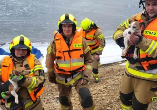 Psy uwięzione na lodzie Jeziora Pilchowickiego. Do akcji ruszyli strażacy