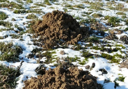 Wlej to do kopca, a znikną w kilka dni. Ogrodnicy masowo testują tę mieszankę